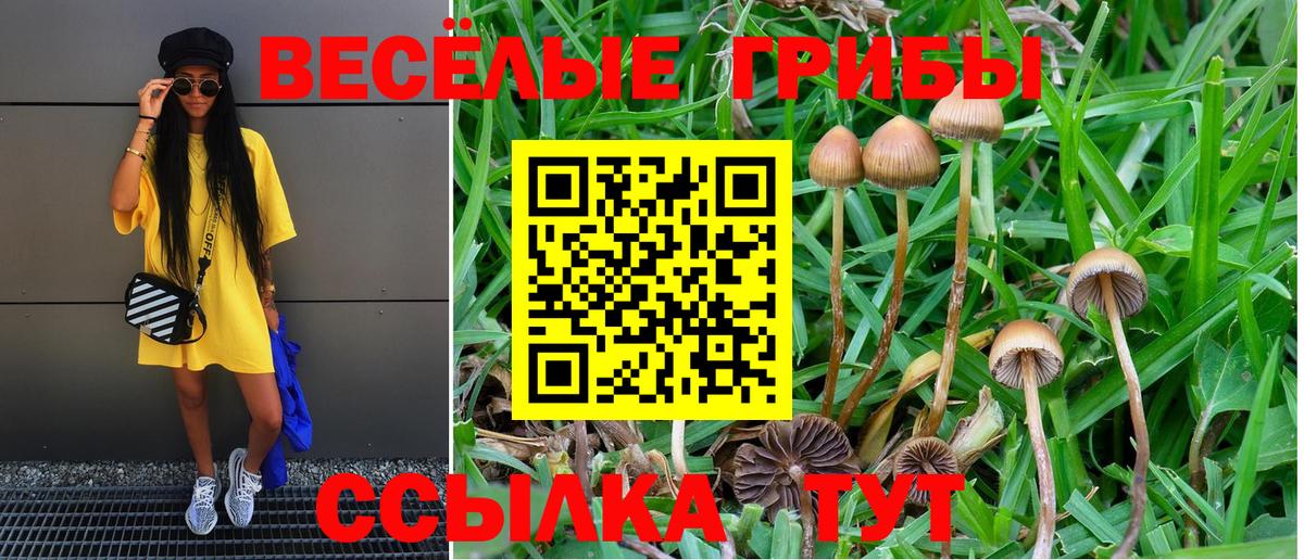 Псилоцибиновые грибы ЛСД Новокуйбышевск
